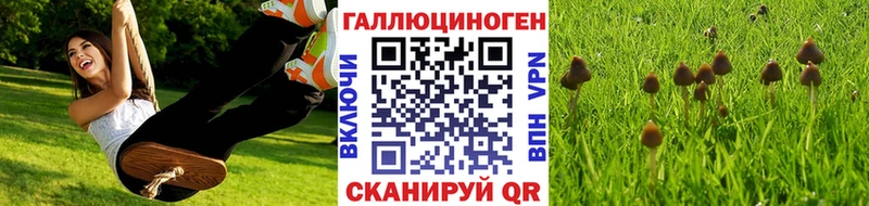 Псилоцибиновые грибы Cubensis  купить  цена  Новокузнецк 